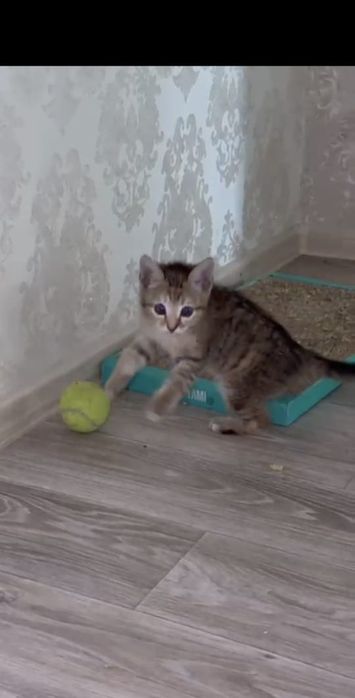 Котенок Мия в добрые руки!