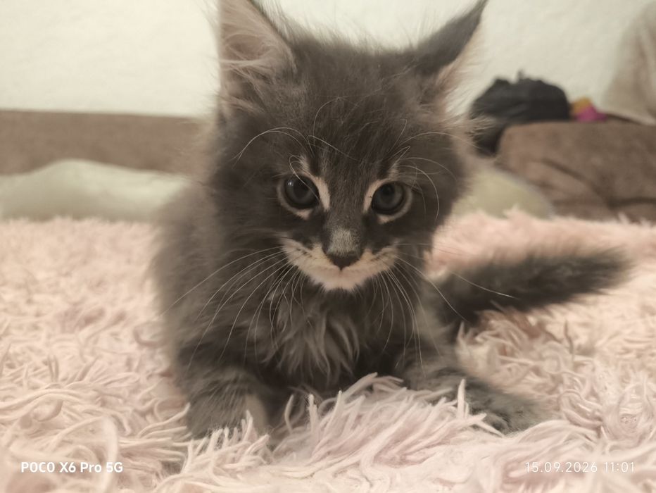 Мейнун котятки чистокровные