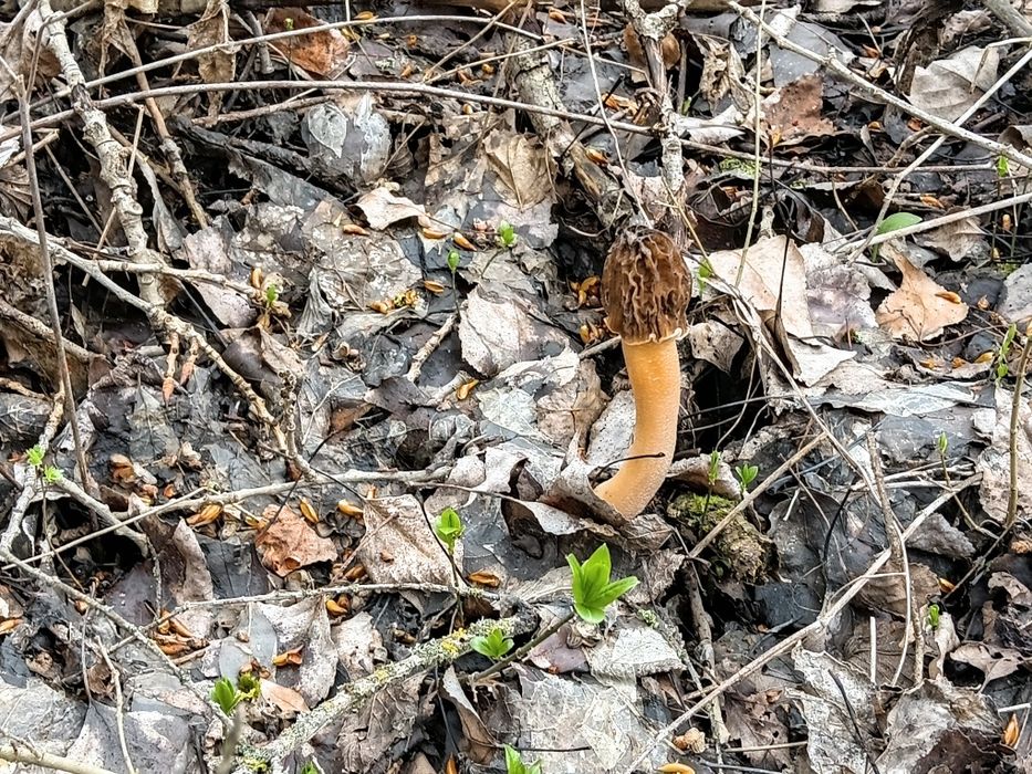 Disponibili Zbarciogi