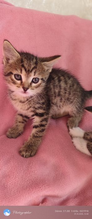 Девочка Лилу котёнка