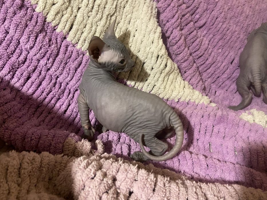 Очаровательные котята сфинкса