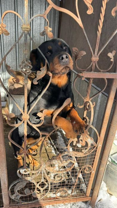 Ротаейлер в добрые руки