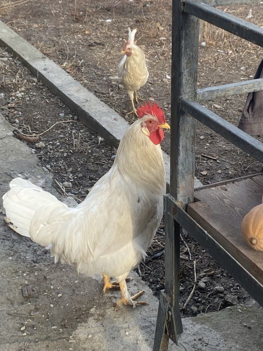 Петухи,қораздар,6-7 айлық