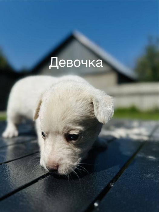 Срочно. 6 щенков ищут дом