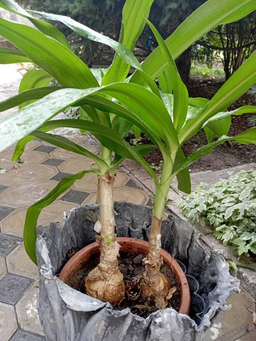 Продам цветок Кринум