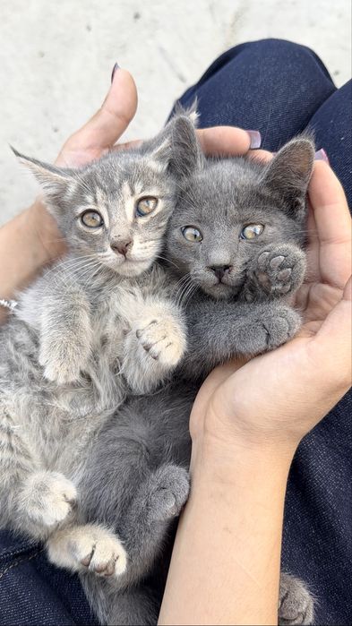 Кошки с гарантией