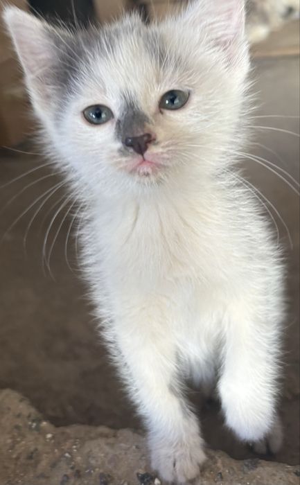 Котята ищут дом Алматы