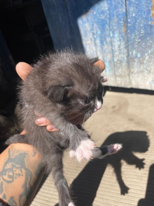 Отдам в добрые руки котят
