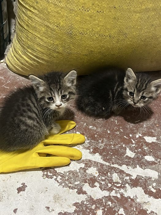 Котята в хорошие руки