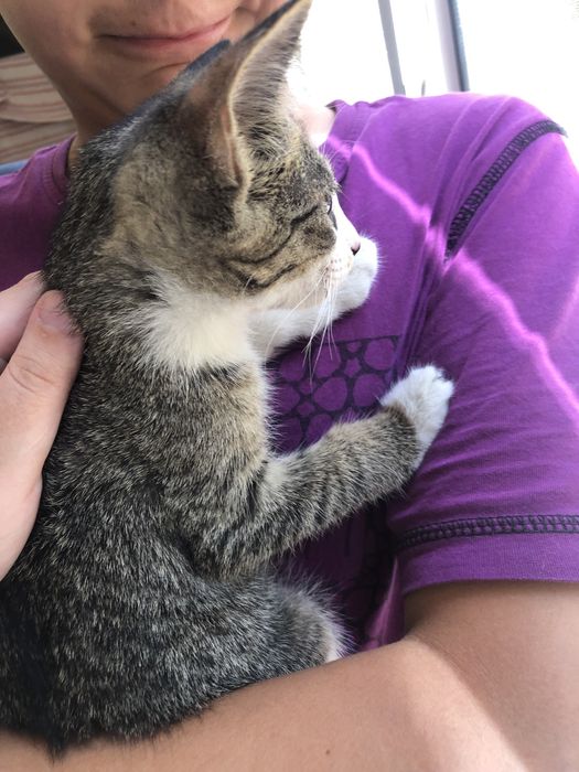Отдам котенка в добрые руки
