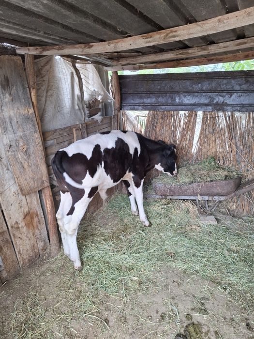 Vând vițel cu vârsta de 3 luni.
