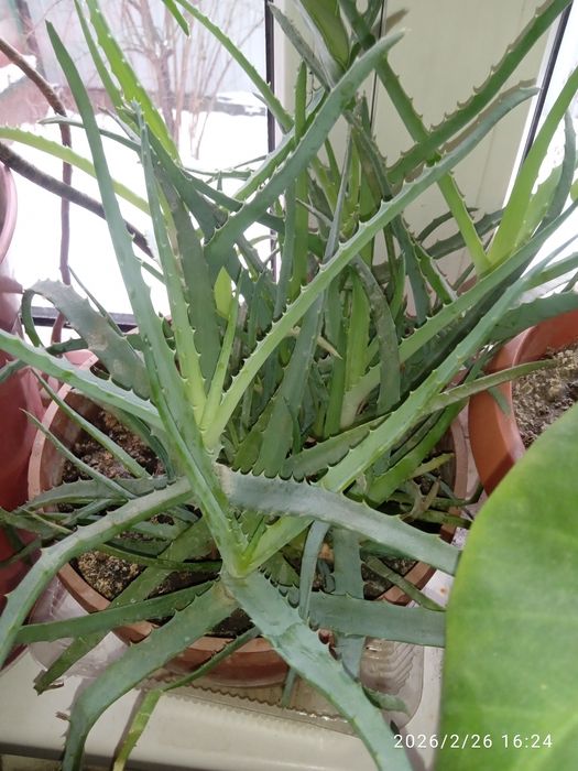 Продам отростки алое Веры