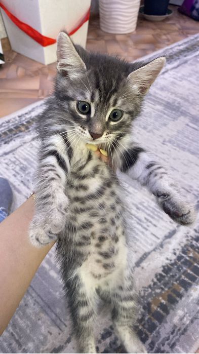 Кошка маленький домашний