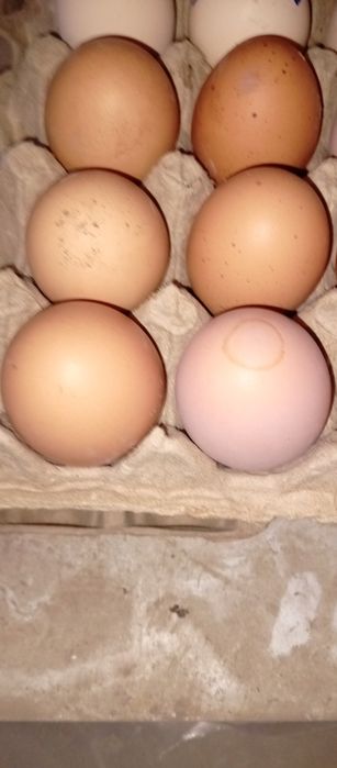 Хан хяп тухумлари сотилади