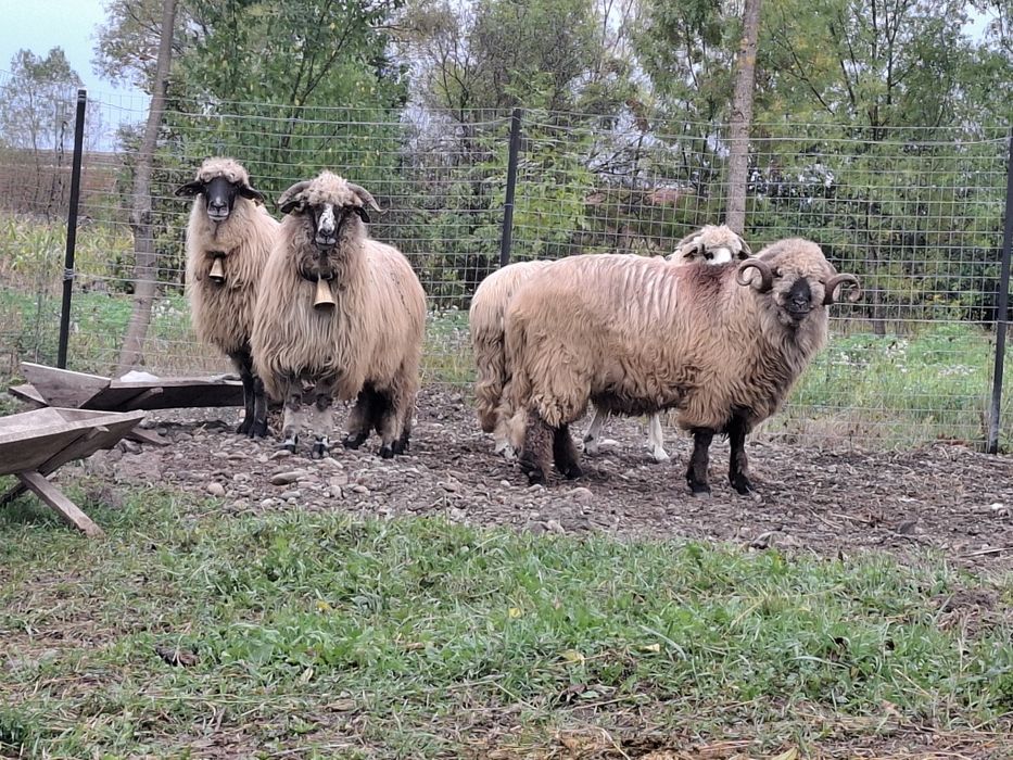 Vând oi țurcane 5 oi si un berbec bucalau