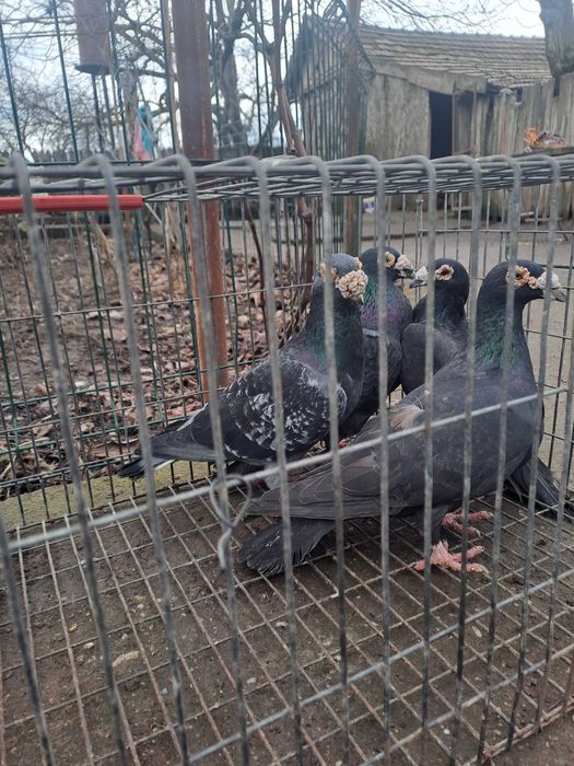 Porumbei Voiajor stil vechi