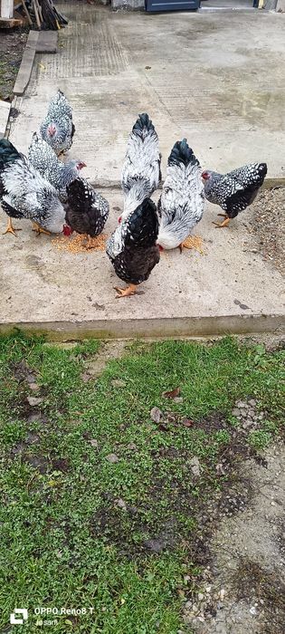 Vând cocoș Wyandotte