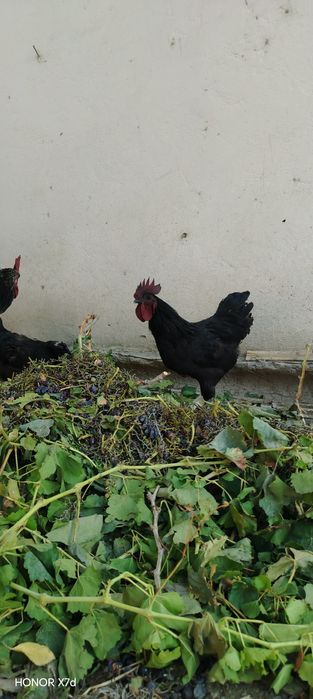 Uheyul xo‘rozlari sotiladi