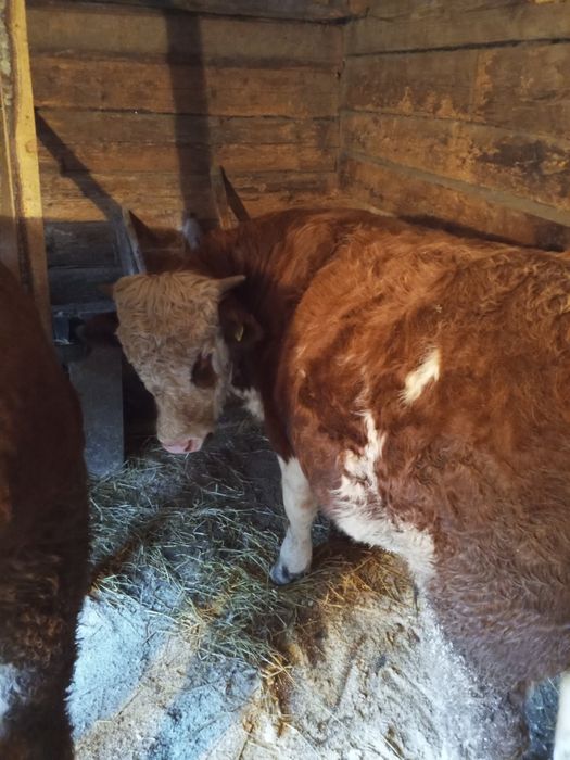 Tăurași de vânzare