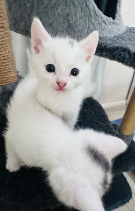 Беленький котенок - девочка ждет добрых заботливых хозяев!