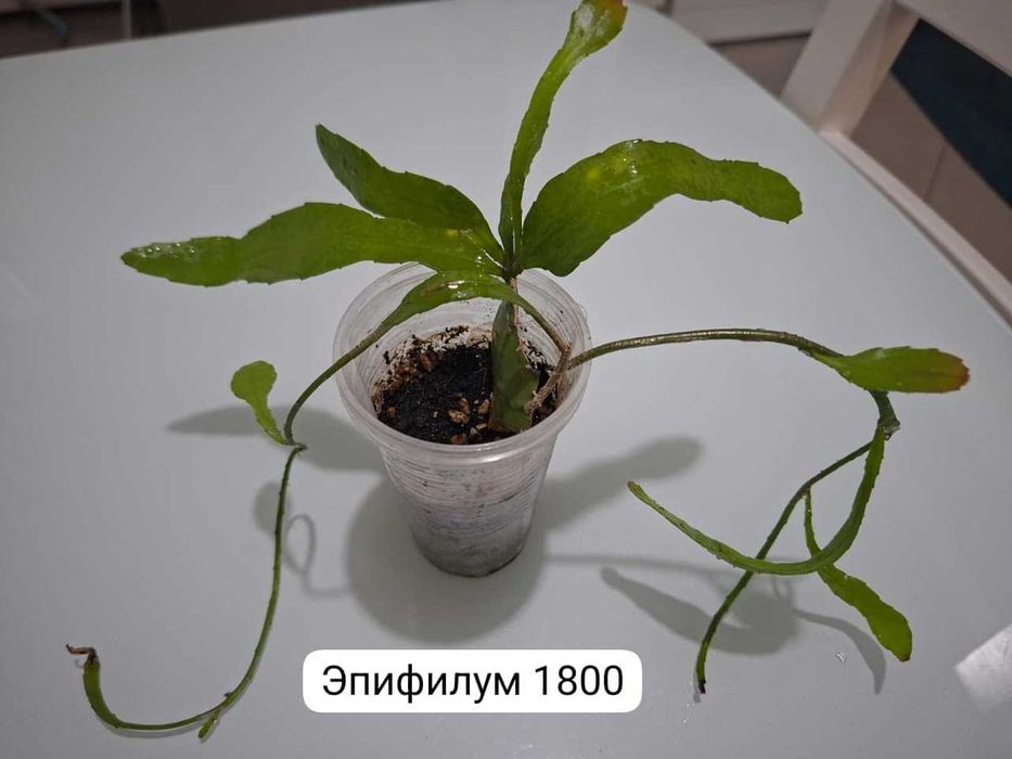 Продам домашние растения