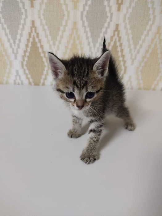 Отдам котят в добрые руки