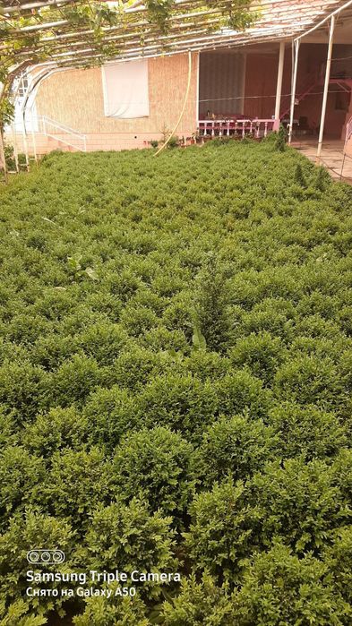 Самшить оптом на заказ