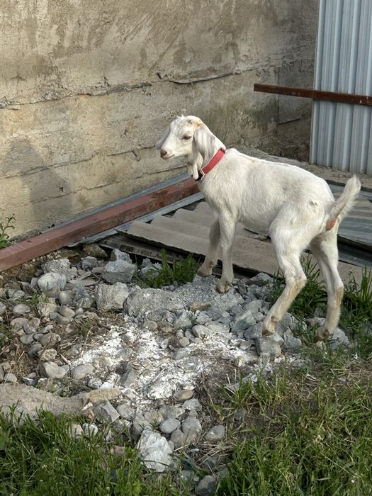 Лақ ұрғашы 1,5 айлық