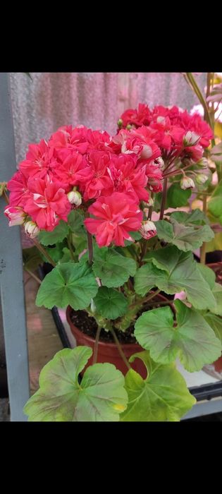Сортовые коллекционные пеларгонии