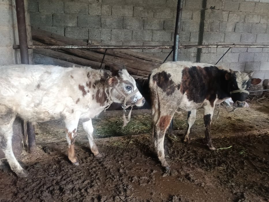 Буқалар сатылады