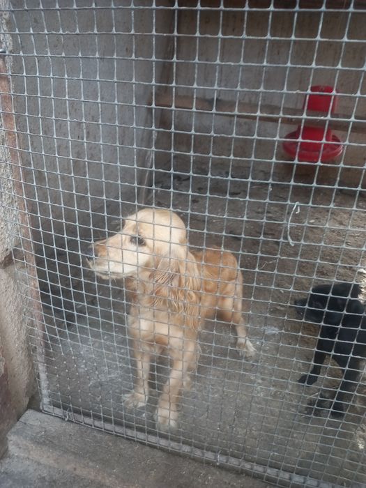 Кучук 7 ойлик кизбола