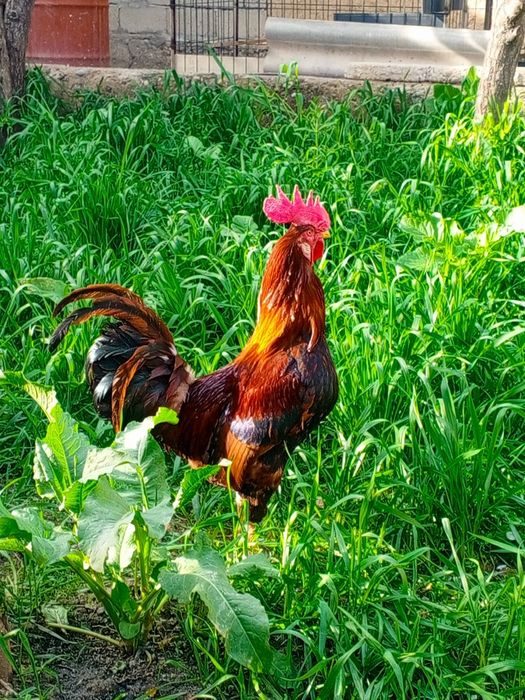 Қизил катта хуроз.бир ёшдан утган