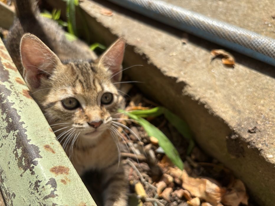 Pui de pisică, spre adoptie