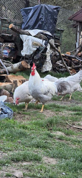 Italiana perlat(lavanda)