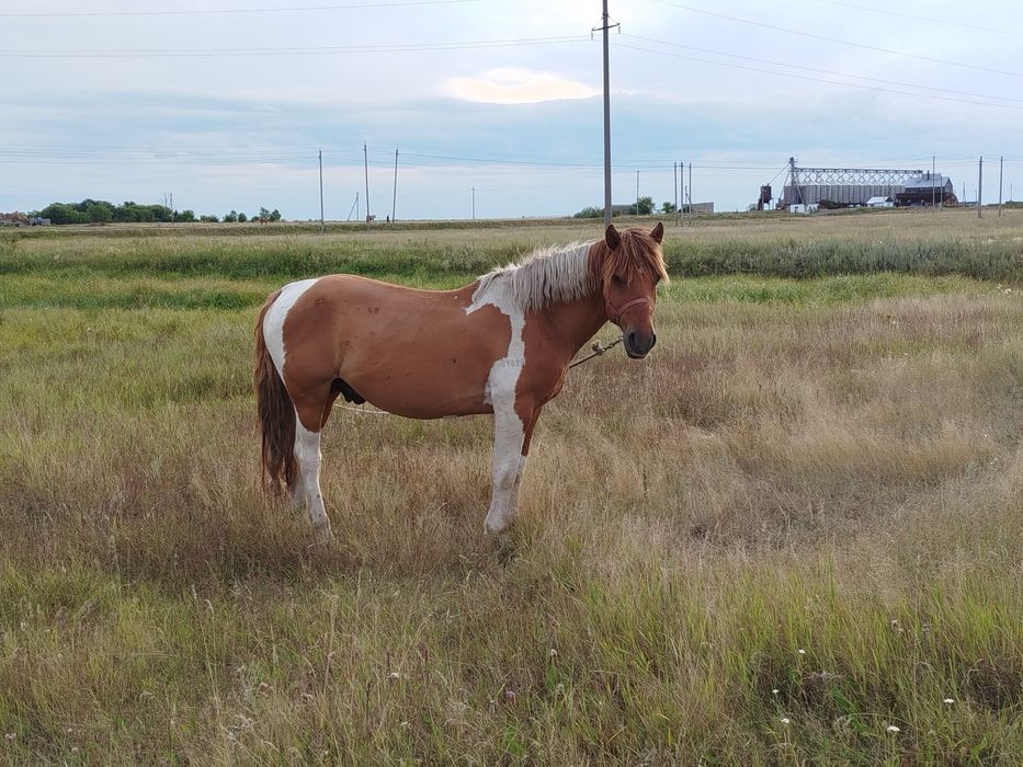 Продам жеребца полу тяг