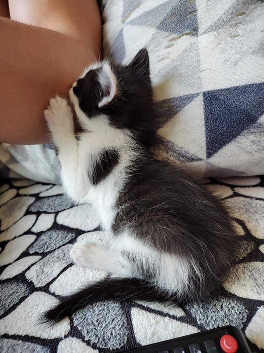 Котенце търси дом