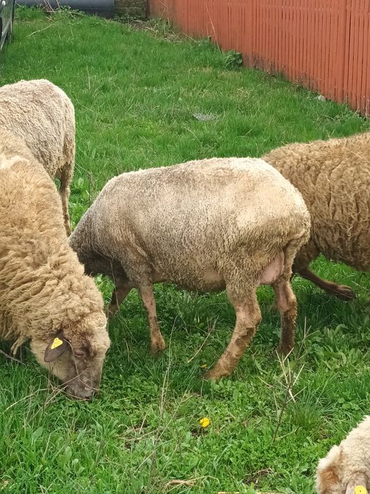 Oi fatate de vânzare