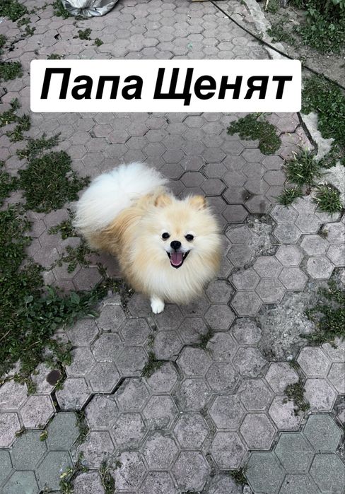 Бронь на померанского шпица