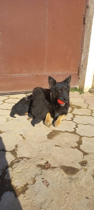 Щенок немецкой овчарки