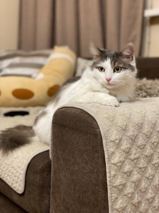 Отдам кошку в добрые руки