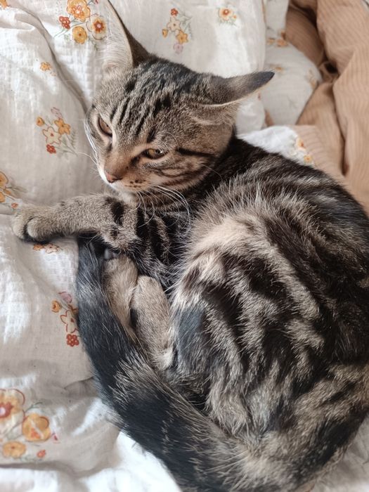 Отдам котят в добрые руки