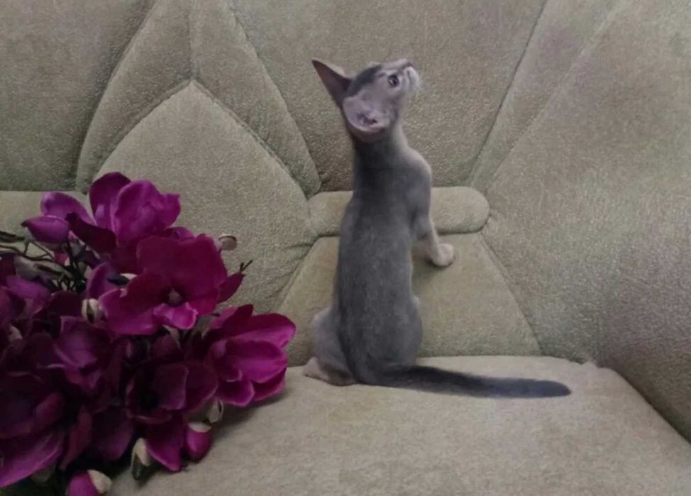 Абиссинские красавицы