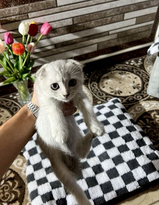 Scottish Fold va Scottish Straight