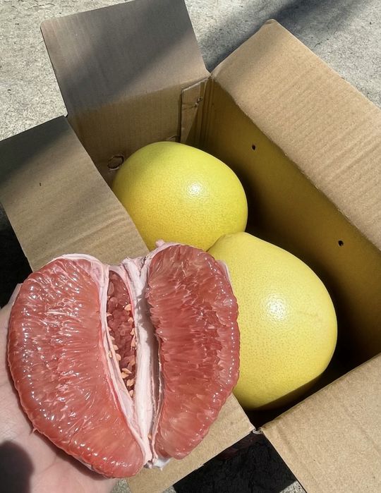 50 de semințe de pomelo într-un pachet