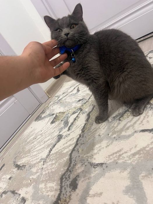 Skotish strayt qiz bola 1yosh bub qoldi tichkasiyam kelib qogan