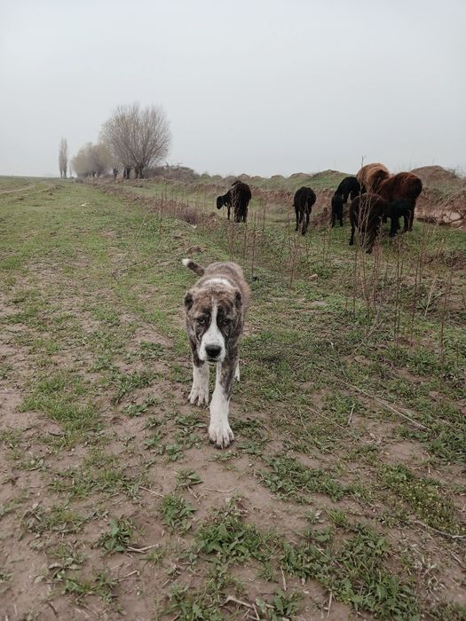 Продаётся алабай щенок , уши хвост купированы , кушает самостоятельно
