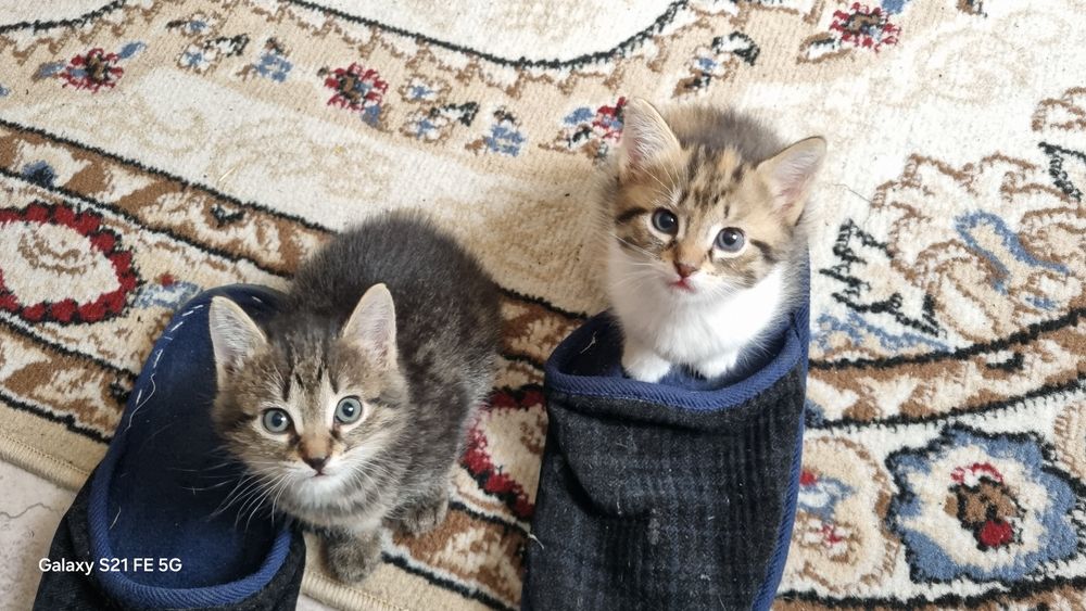 Отдам котят даром