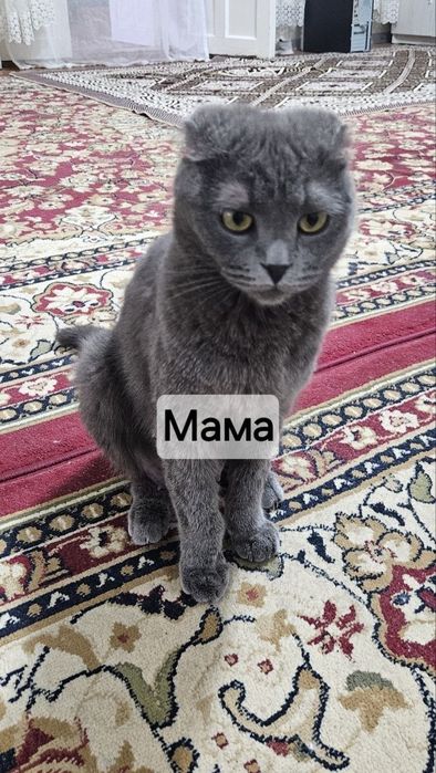 Продаются котята