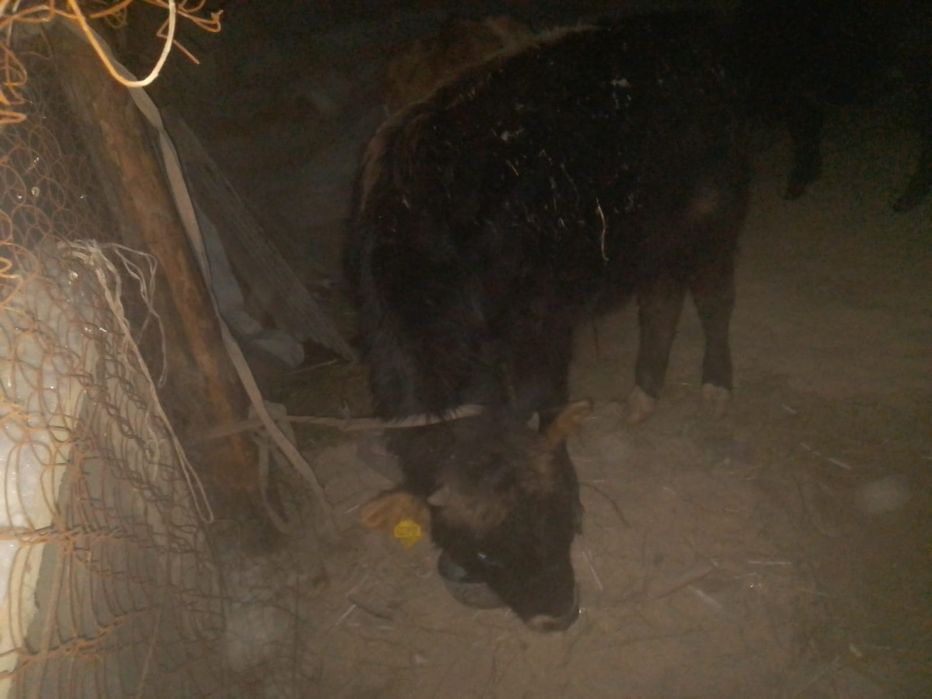 9 айлық бұқа сатылады