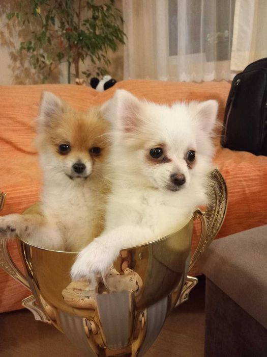 Продавам мини шпицове